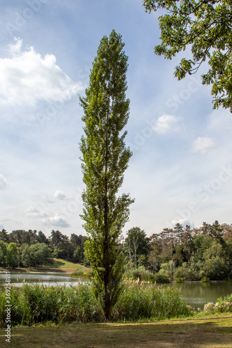 Poplar tree by a lake in a park