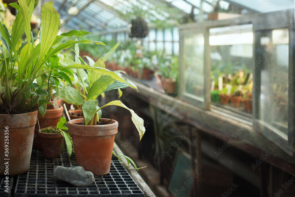 Potted tropical plants in the hothouse Potted tropical plants in the hothouse