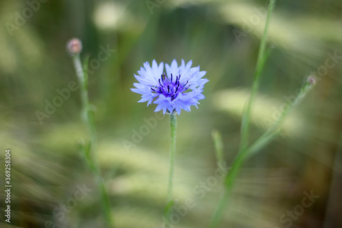 blue cornflower in the garden