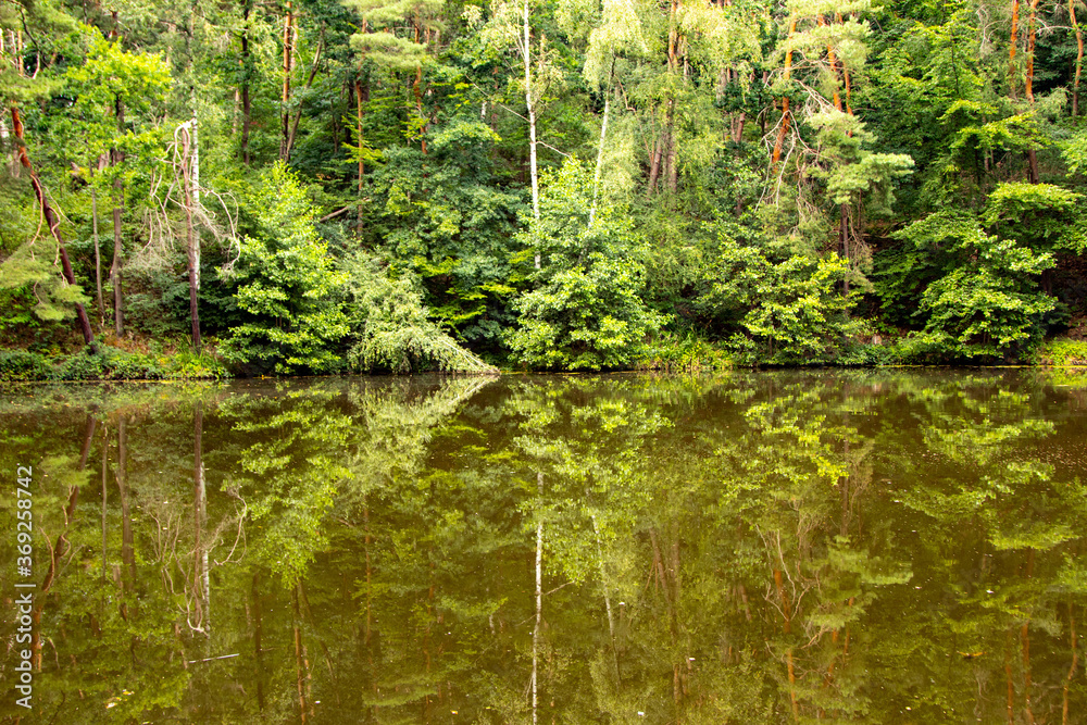 Obraz premium refelction of foest edge in a lake