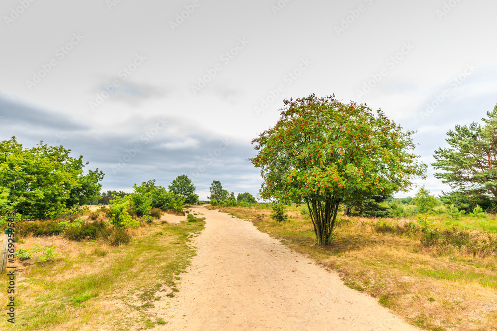 Landscape Rozendaalse Veld in the Dutch province of Gelderland during the great drought 2018 a sand trail with solitary Rowan, Sorbus aucuparia, with orange berries against sky with gray clouds