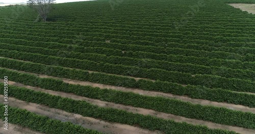 Plantação de café