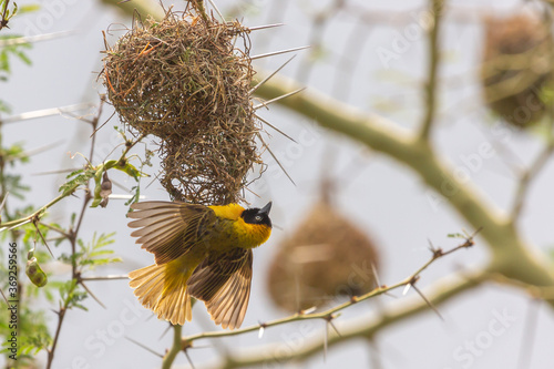 Weaver Bird (Ploceus) in Hlane Nationalpark, Lubombo Province, Eswatini, southern Africa photo