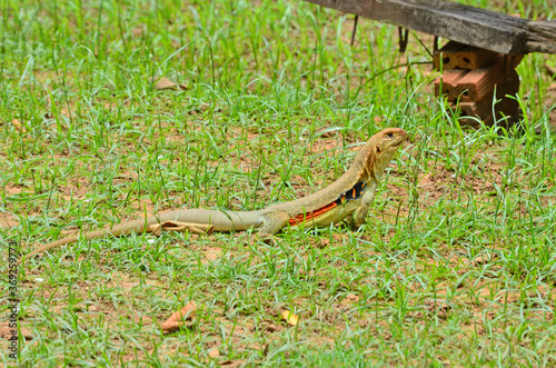 Long tail butterfly lizard in green grass lawn