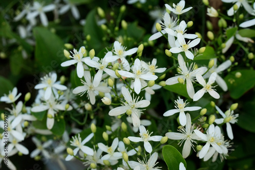 White flowers on a green background.