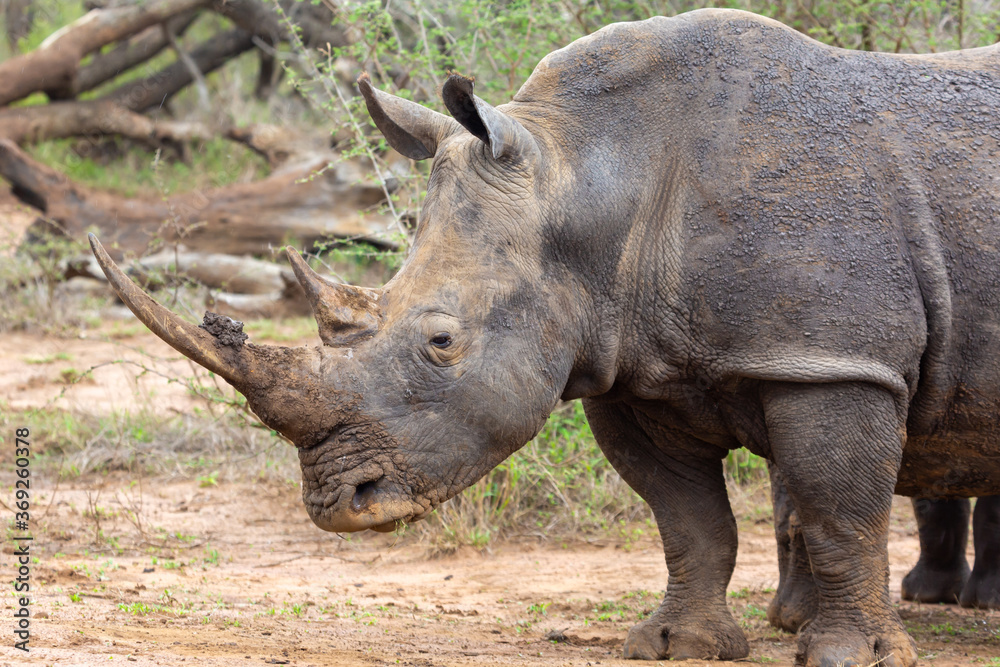 White Rhino in Hlane Nationalpark, Lubombo Province, Eswatini, southern Africa White Rhino in Hlane Nationalpark, Lubombo Province, Eswatini, southern Africa