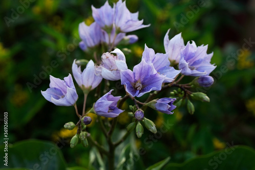 purple and white flowers