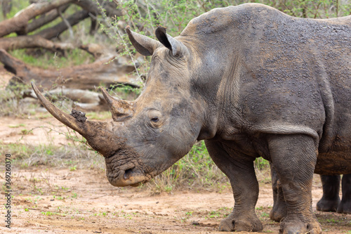 White Rhino in Hlane Nationalpark  Lubombo Province  Eswatini  southern Africa