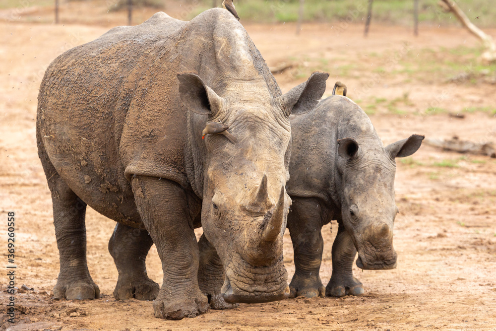 White Rhino in Hlane Nationalpark, Lubombo Province, Eswatini, southern Africa White Rhino in Hlane Nationalpark, Lubombo Province, Eswatini, southern Africa