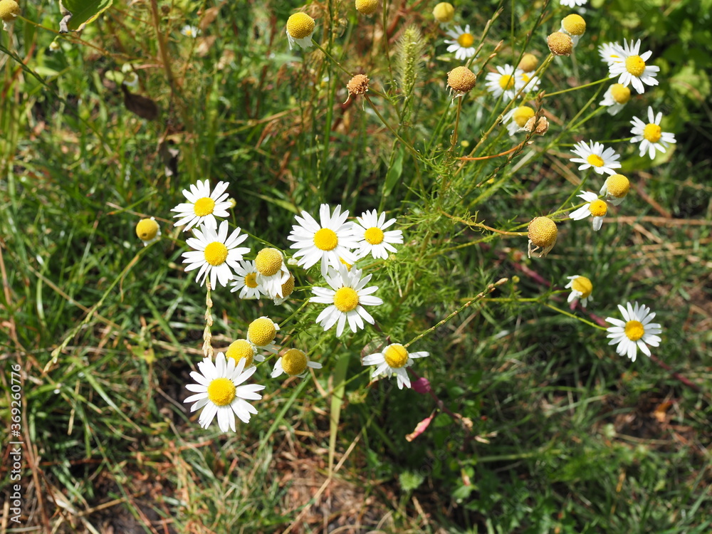Beautiful meadow in springtime full of flowering daisies with white yellow blossom and green grass - oxeye daisy, leucanthemum vulgare, dox-eye, common daisy, dog daisy, moon daisy - concept garden Beautiful meadow in springtime full of flowering daisies with white yellow blossom and green grass - oxeye daisy, leucanthemum vulgare, dox-eye, common daisy, dog daisy, moon daisy - concept garden