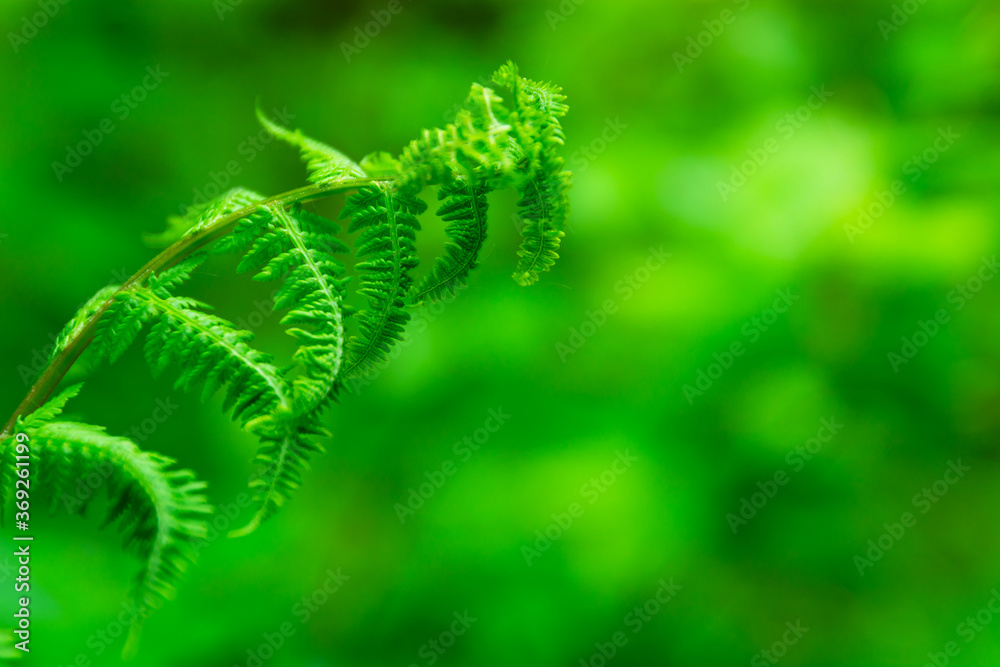 Beautiful fresh green forest fern on a green background