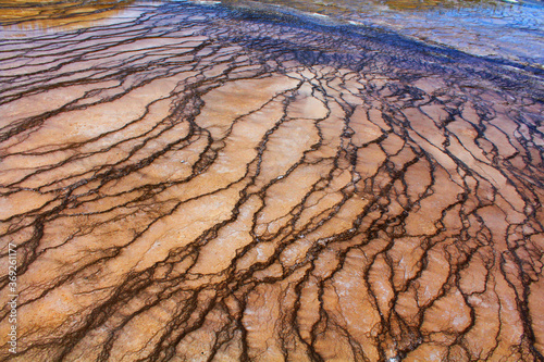 des algues extrémophiles dans le parc national du Yellowstone aux Etats-Unis