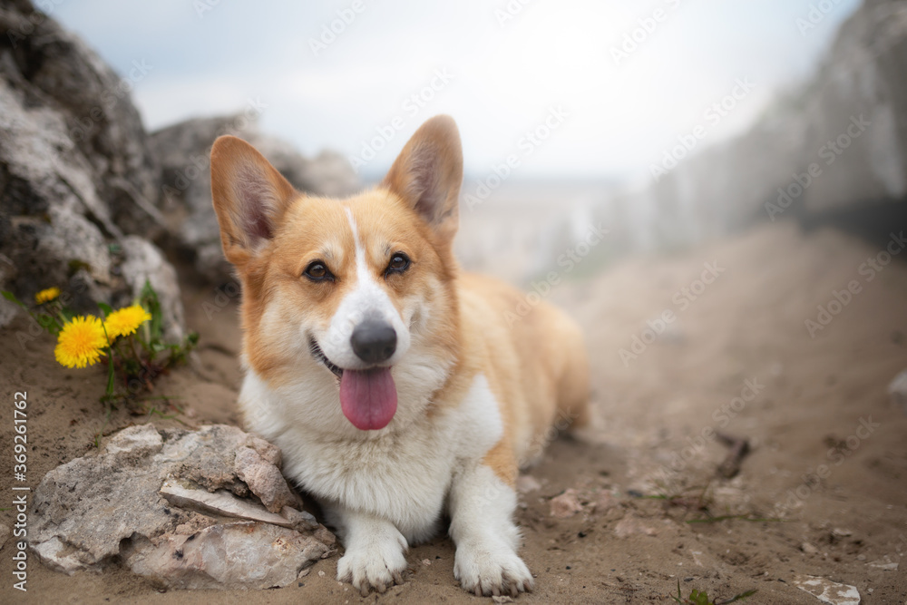 A Welsh Corgi Pembroke dog sits in the desert