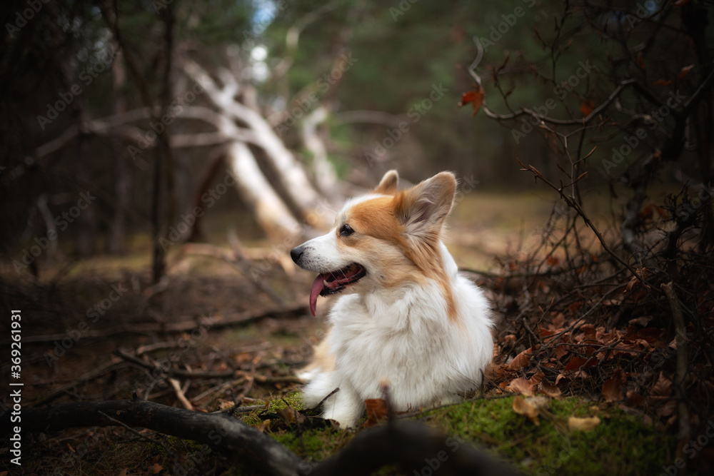 A Welsh Corgi Pembroke dog sitting in the woods A Welsh Corgi Pembroke dog sitting in the woods