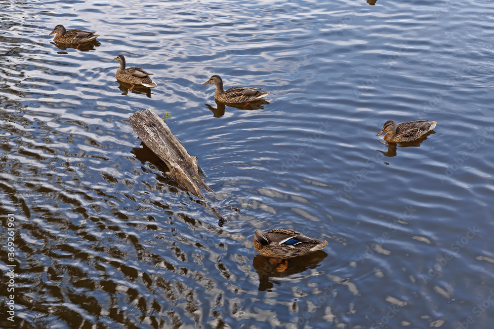 On a summer day, a flock of ducks swims along a small river. On a summer day, a flock of ducks swims along a small river.