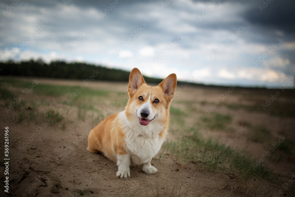 A Welsh Corgi Pembroke dog sits in the desert