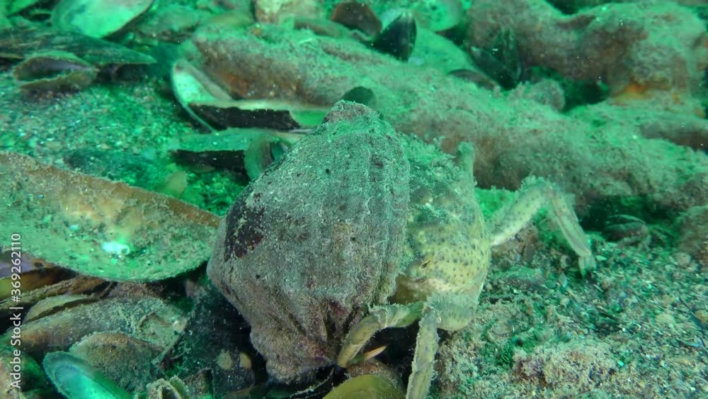 The emergence of new nutritional relationships: Green crab or Shore crab (Carcinus maenas) eating meat from the shell of Veined Rapa Whelk (Rapana venosa). The emergence of new nutritional relationships: Green crab or Shore crab (Carcinus maenas) eating meat from the shell of Veined Rapa Whelk (Rapana venosa).