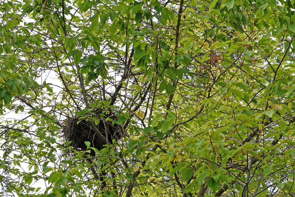 In the branches of the bird cherry the birds built a large nest out of dry twigs
