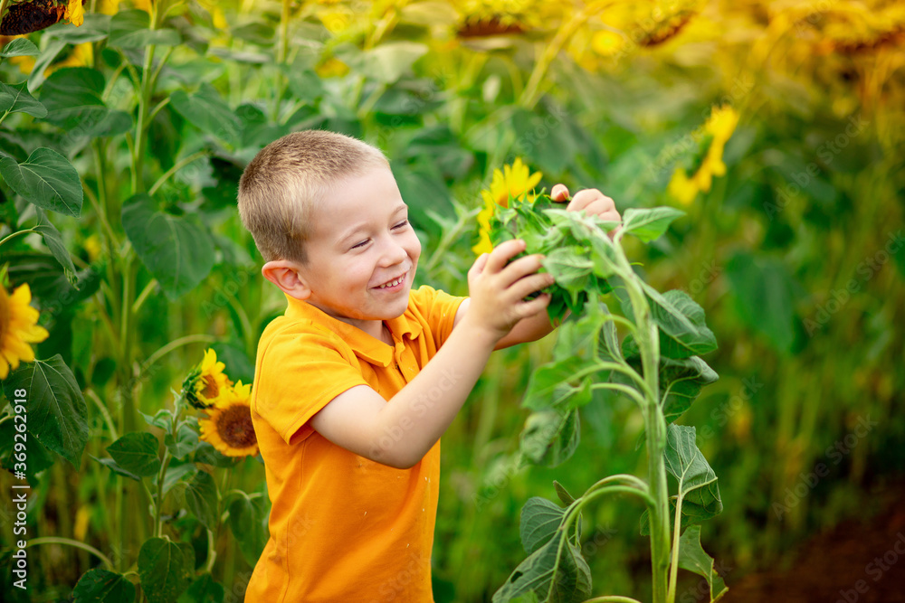 happy baby boy blond sitting in a field with sunflowers in summer, children's lifestyle happy baby boy blond sitting in a field with sunflowers in summer, children's lifestyle