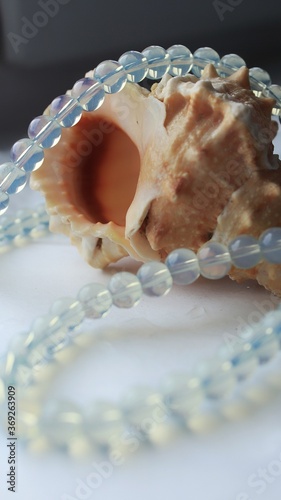 Sea shell with necklace made of moonstone