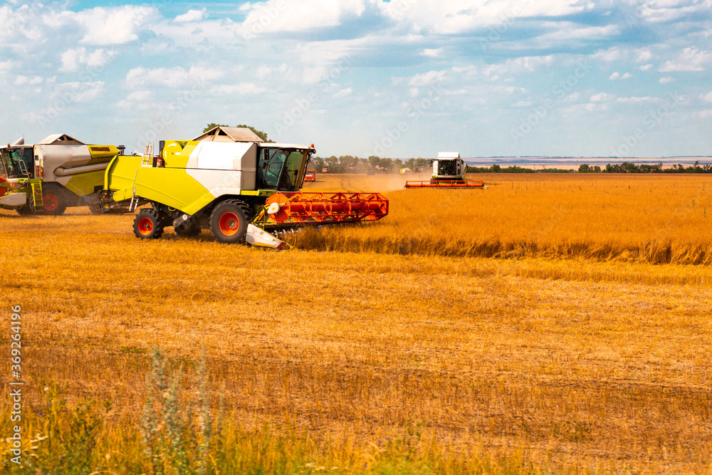 Fototapeta premium harvesters on a wheat field, large machines cut ripe bread, harvesting