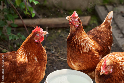 Chicken hens drink from the bowl, a spray of water. Close-up