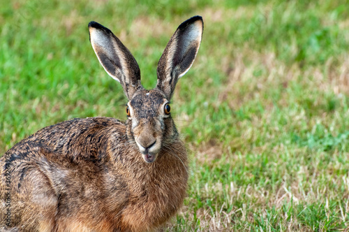 Hare with open mouth and protruding eyes