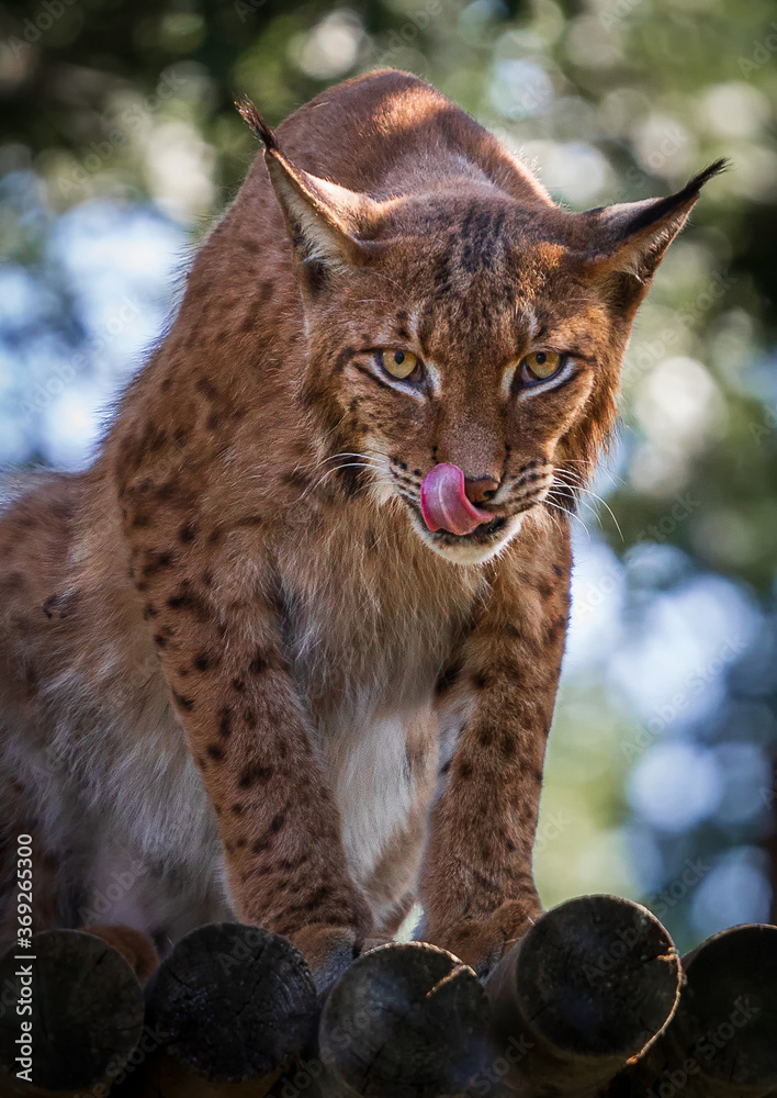 Fototapeta premium Boreal (european) lynx