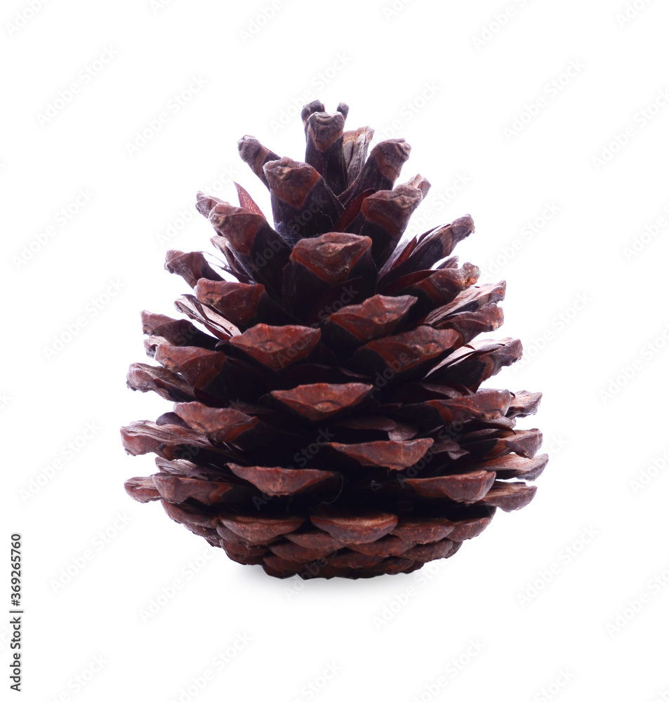 Pine cone isolated on white background Pine cone isolated on white background