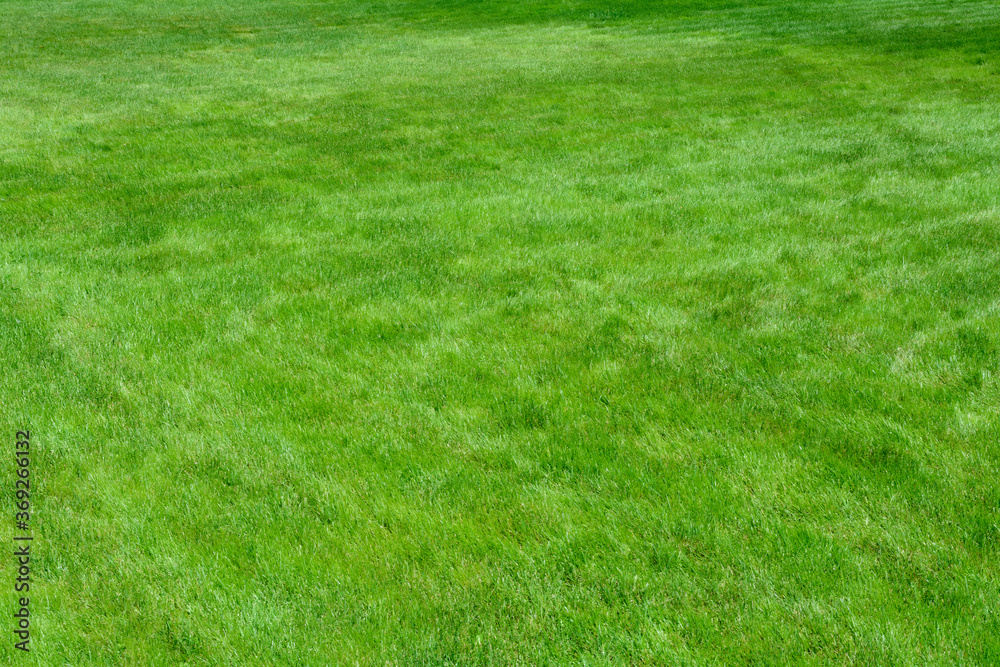 Green background, trimmed lawn grass on a Sunny day, blur. Green background, trimmed lawn grass on a Sunny day, blur.