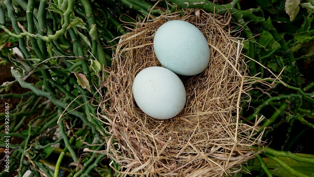 Two duck eggs on a straw, nature background Two duck eggs on a straw, nature background