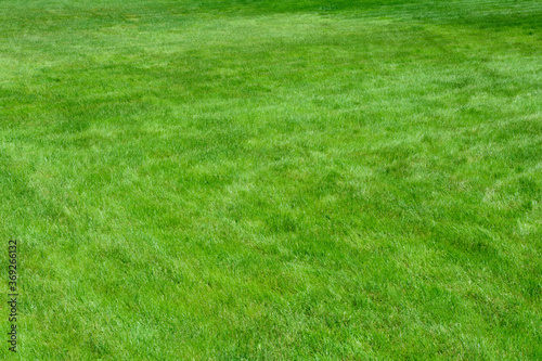 Green background, trimmed lawn grass on a Sunny day, blur.