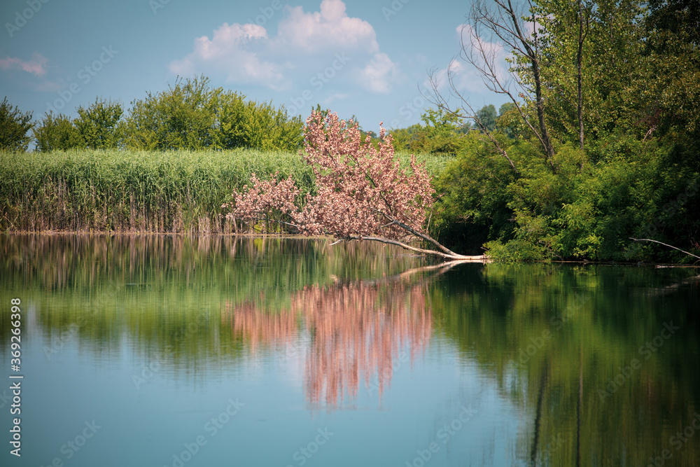 Reflection in the lake, a photo was taken on the Sljunkara, near Sabac