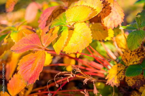 Strawberry plant with red and yellow leaves in the autumn