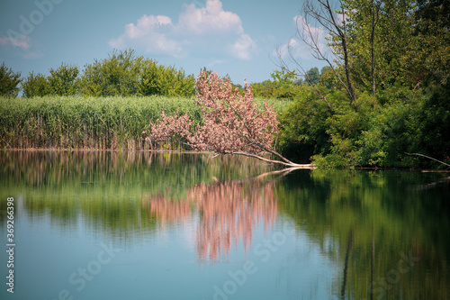 Obraz na płótnie Reflection in the lake, a photo was taken on the Sljunkara, near Sabac w salonie