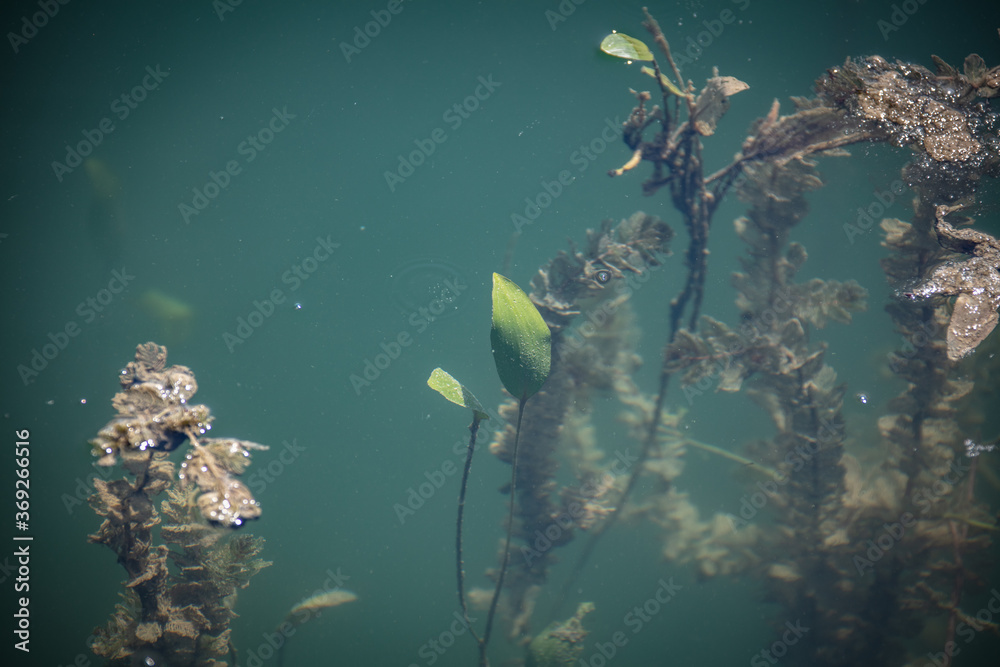 lake plants close up