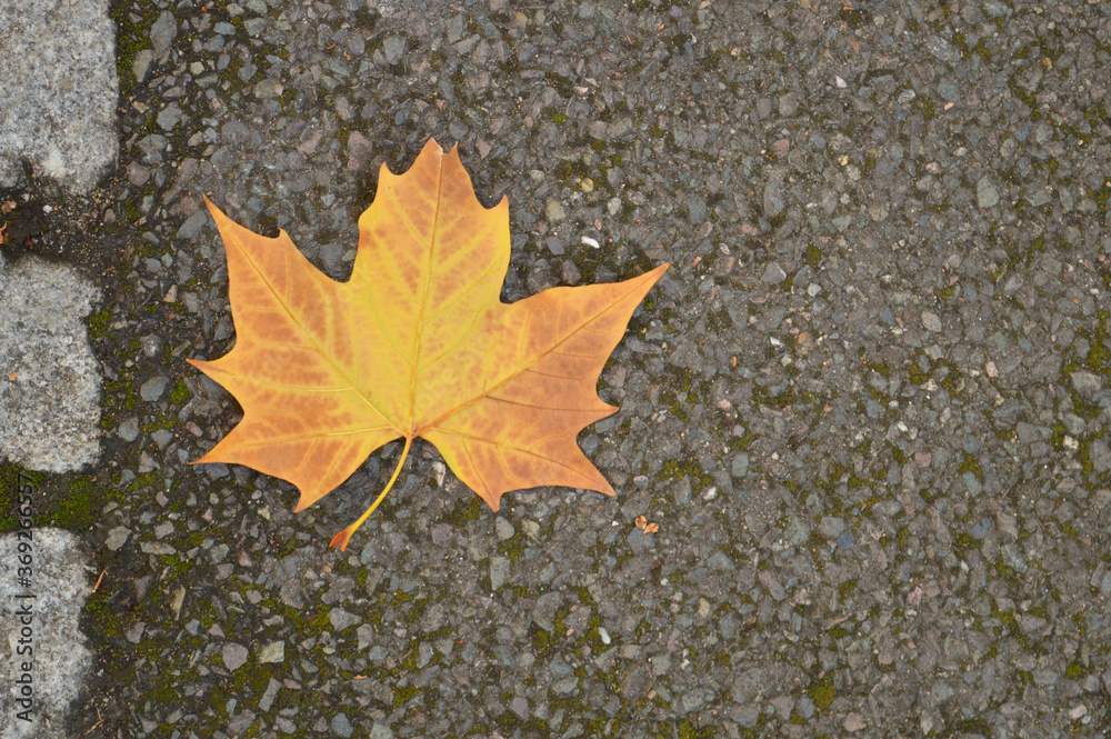 yellow maple leaf on tarmac surface yellow maple leaf on tarmac surface