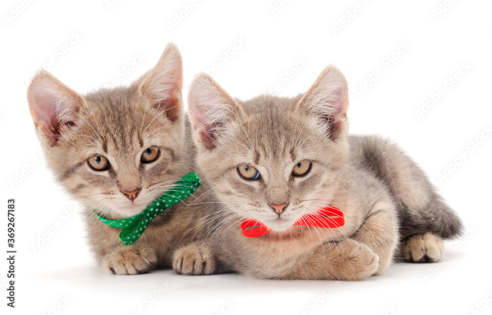 Two small gray kitten. Two small gray kitten.