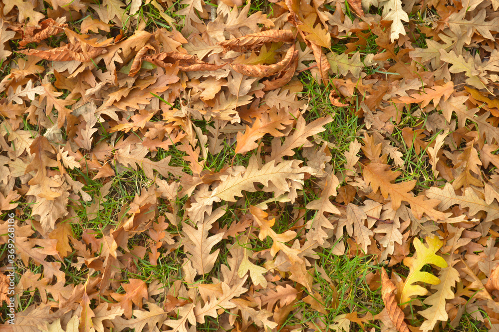 brown leaves on grass during fall brown leaves on grass during fall
