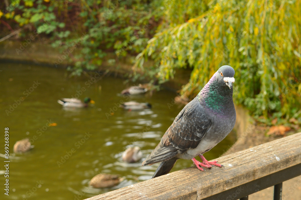 Obraz premium pigeon on a handrail with water in the background