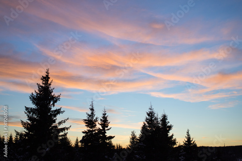 View of a beautiful sunset in the background against a pine tree silhouette.
