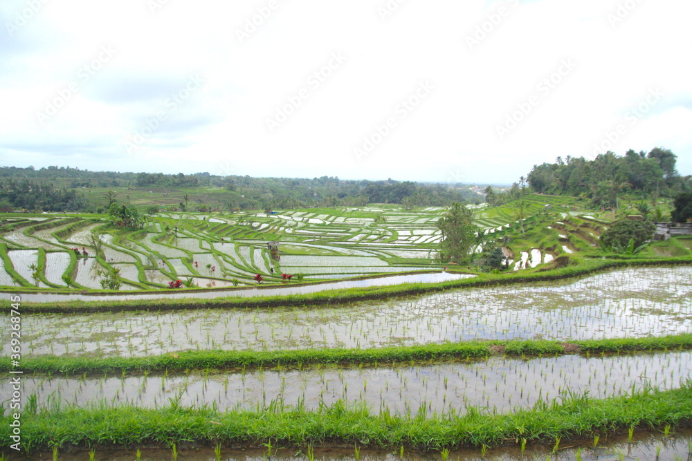 Famous Bali landmark Jatiluwih rice field terraces. Beautiful view of green hills and mount  Wanderlust concept and nature background.