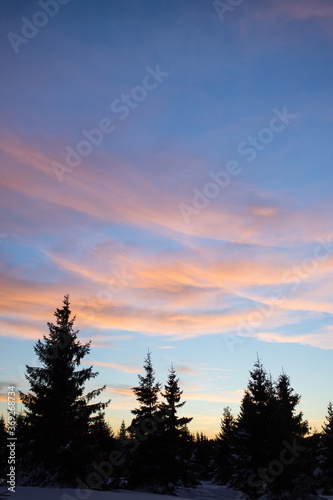 View of a beautiful sunset in the background against a pine tree silhouette.