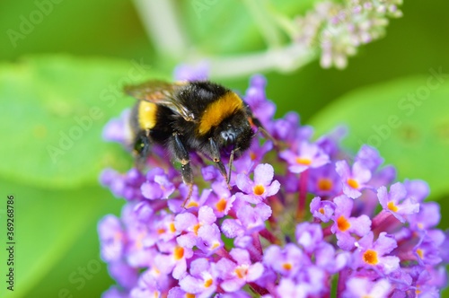 Bumble Bee on a flower. © paulst15