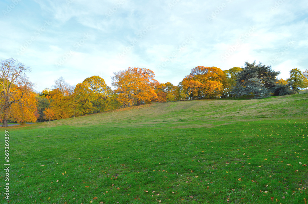 landscape with green grass and colourful trees in the background with blue sky landscape with green grass and colourful trees in the background with blue sky