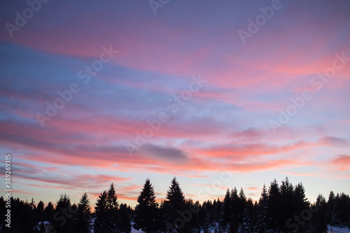 View of a beautiful sunset in the background against a pine tree silhouette.