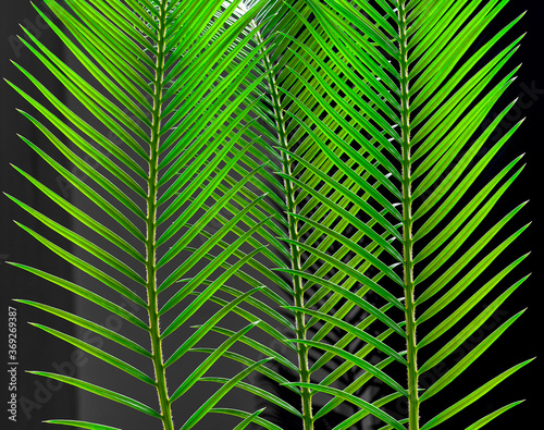 cicus palm leaves grow on black background