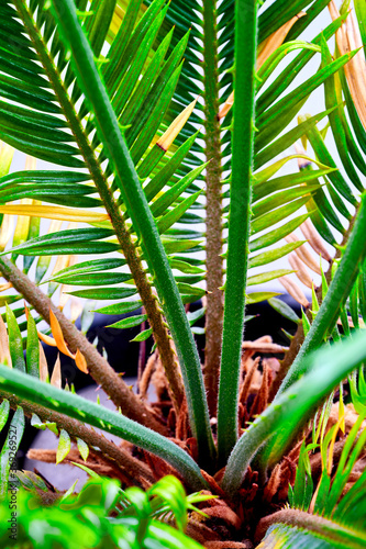 cicus palm leaves grow on white background