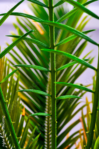 cicus palm leaves grow on black background