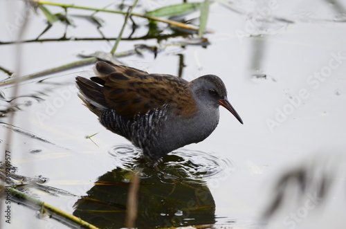 Râle d'eau (Rallus aquaticus) photo